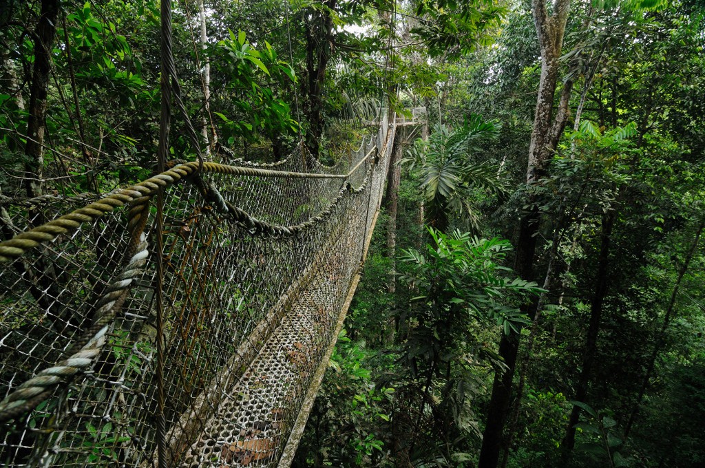 Canopy Walkway - Iwokrama