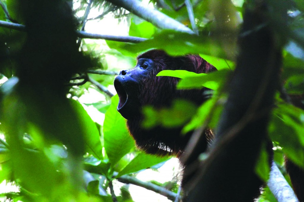 Howler Monkey