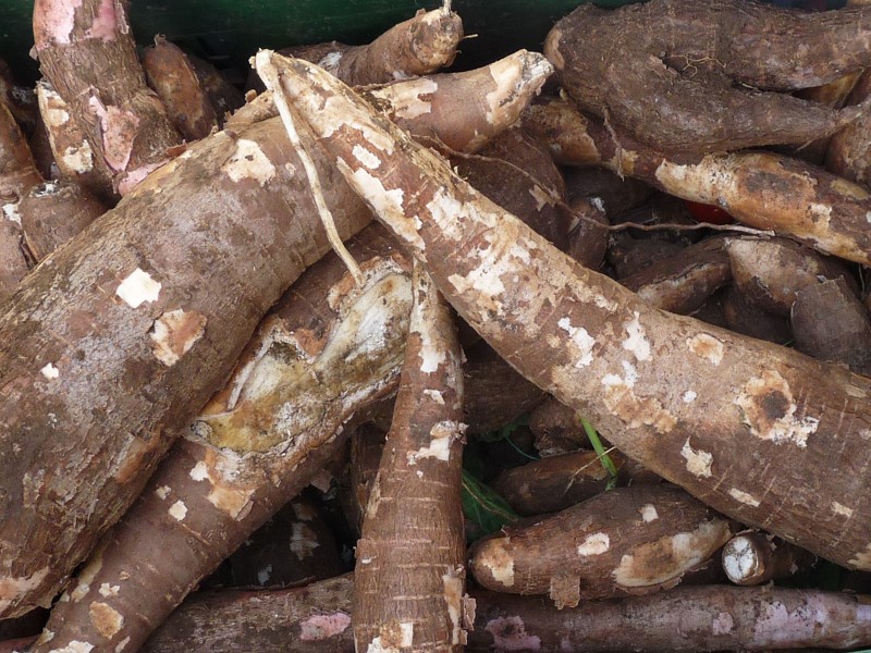 Cassava The Root That Binds All Guyanese Explore Guyana,White Cloud Mountain Minnow Care