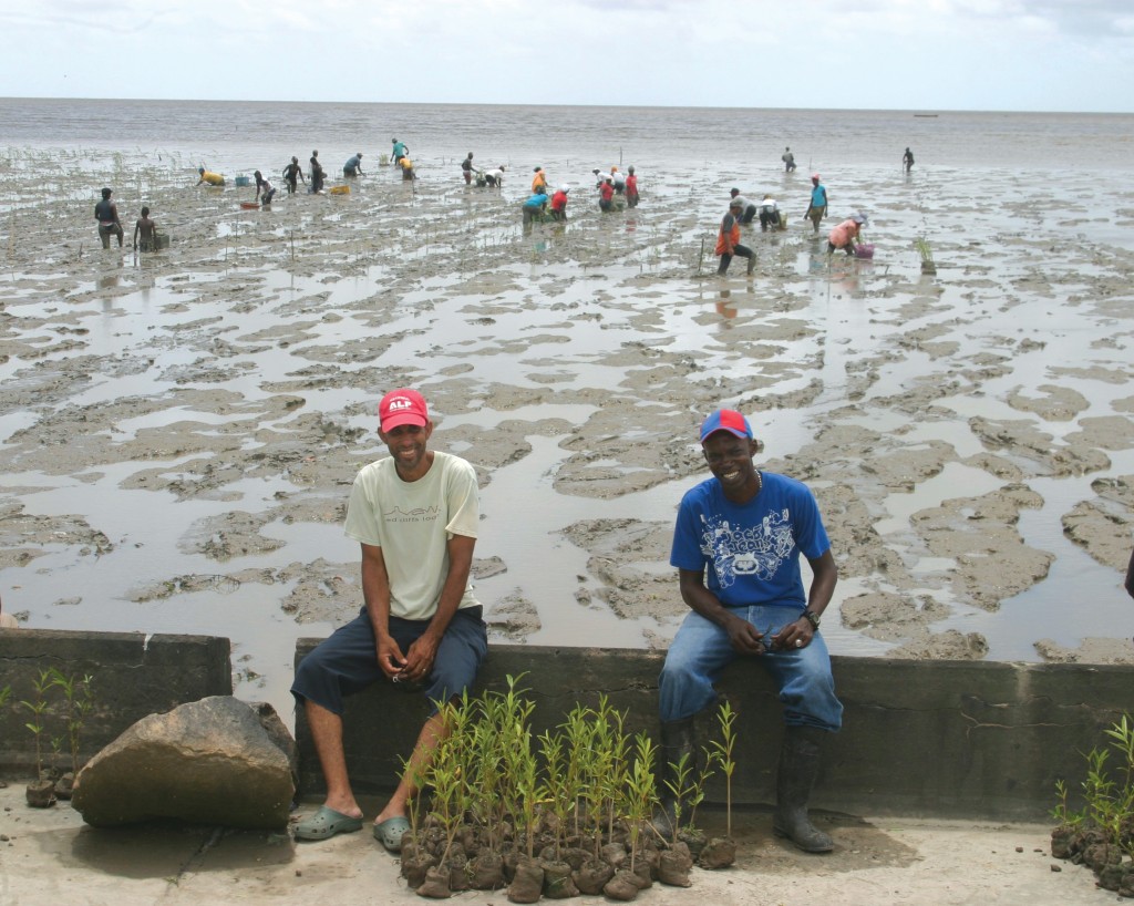 Mangroves | Explore Guyana