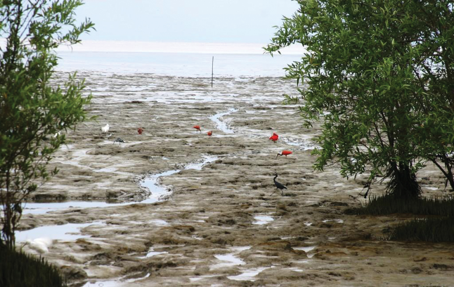 Mangroves | Explore Guyana